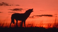 Animals dusk calling howling wolf