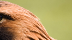 Animals eagle for dumping daunting hrwps