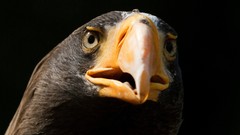 Animals Eagles wildlife bird of prey