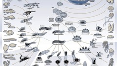 Animals Earth Evolution