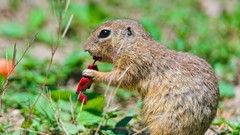 Animals eating gopher