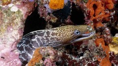 Animals eels eel Moray