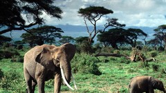 Animals elephants african baby elephant baby animals Mount 