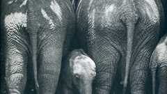 Animals elephants baby elephant