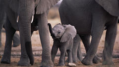 Animals elephants baby elephant