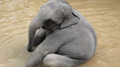 Animals elephants baby elephant