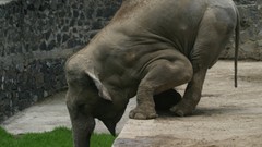 Animals elephants baby elephant