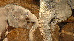 Animals elephants baby elephant