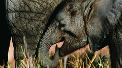 Animals elephants baby elephant