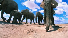 Animals elephants baby elephant