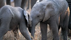 Animals elephants baby elephant
