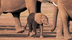 Animals elephants baby elephant