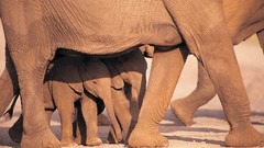 Animals elephants baby elephant