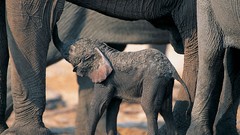 Animals elephants baby elephant