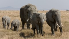 Animals elephants baby elephant baby animals herds