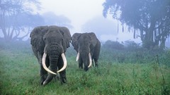 Animals elephants forests african Tanzania