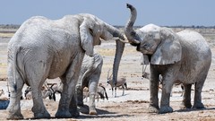 Animals elephants gazelle wildlife