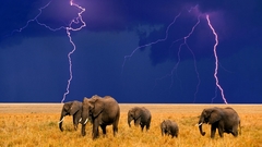 Animals elephants Lightning baby