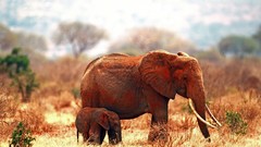 Animals elephants savanna