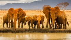 Animals elephants wild animals wildlife Wild Africa
