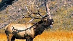 Animals elk antlers