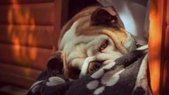 Animals english bulldog