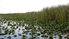Animals everglades Everglades Holiday Park