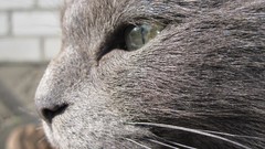 Animals eyes cats close-up Noses