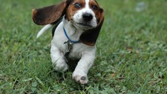 Animals eyes Dogs funny pets hound Basset Hound