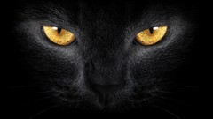 Animals eyes Kittens furry pets yellow eyes watching portraits 