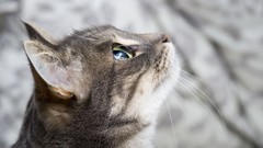 Animals eyes muzzle Profile