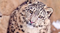 Animals eyes muzzle snow leopards