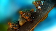 Animals eyes photo shoot tarsiers