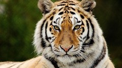 Animals eyes Predators Tigers whiskers animal ears