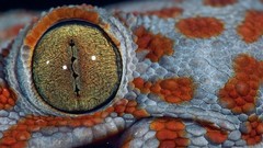 Animals eyes Reptiles geckos