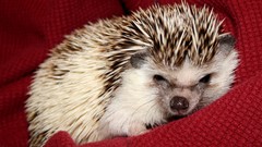 Animals fabric hedgehogs