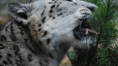 Animals fangs snow leopards feline irbis