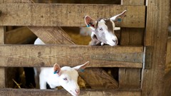 Animals farm Goats