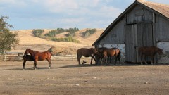Animals farm Kazakhstan Villages