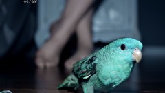 Animals feet Birds Parrots portraits self-portrait Andrea La 