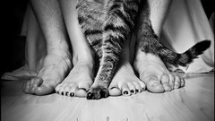 Animals feet cats paws pets grayscale greyscale