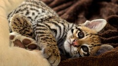 Animals feline baby animals leopard (animal)