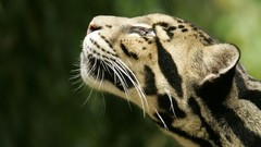 Animals feline clouded leopards