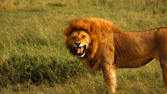 Animals feline Lions