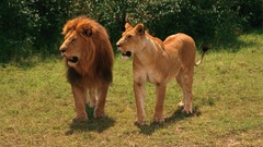 Animals feline Lions