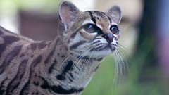 Animals feline Margay