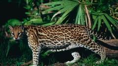 Animals feline ocelots