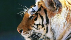 Animals feline tigger