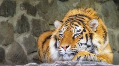 Animals feline tigger