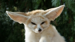 Animals fennec fox